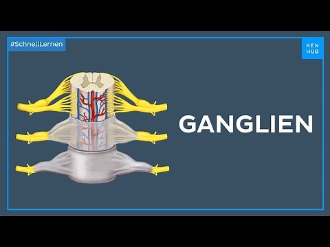 Anatomie der Ganglien - Anatomie einfach erklärt | Kenhub