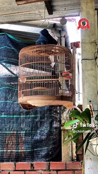 Sắm Lồng Chim Mới Cho Chích Chòe Lửa