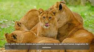 10 Surprising Facts About Lion Lifespans