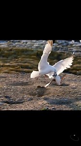 27K views · 125 reactions | Daily African Animals #animals #wildlife #nature #trending #reelsvideo #foryou | Daily African Animals | Facebook