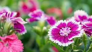 Tips On Growing Dianthus Indoors Successfully - Indoor Garden Tips
