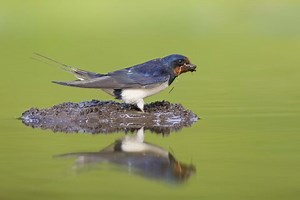 Swallow | The Wildlife Trusts