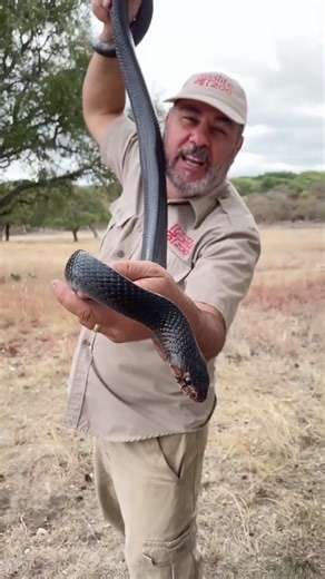 The eastern indigo doesn’t mess around 😳 #snake #learnontiktok #tiktokpartner