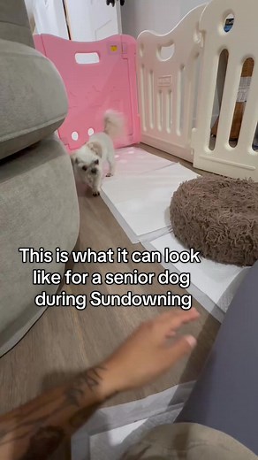 Why Your Older Dog Can't Sleep Through the Night (And What's Really Going On) If your senior dog has started pacing at night, whining for no reason, or staring at walls at 2am like they're seeing something you can't... You're not imagining it. And it's probably not "just old age." Veterinary researchers have identified a condition in older dogs called sundowning — where their internal body clock becomes dysregulated as they age. Their brain loses the ability to recognise when it's time to sleep.