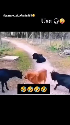 848K views · 30K reactions | Mujhse baat kar animal's funny moments #petcare #dog #goat #animals #animal #animallovers #pet #petlovers #instalike #instagood 9,132 #goats #funny #cute #crazy #viral #trending #reelitfeelit #instamood #instadaily #instagram #reelkarofeelkaro #reelsindia #reels | Animal comedy | Facebook