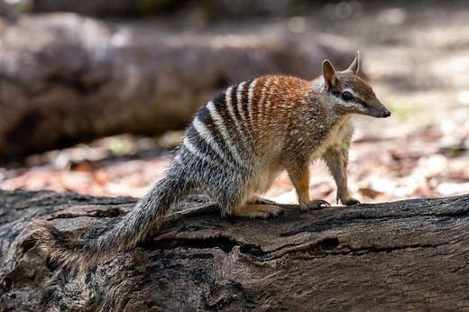 10 Cute Numbat Facts - Fact Animal