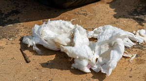 My neighbours throw DIRTY nappies in the road - they've been out for over a week