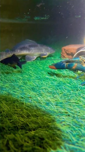 Wild crayfish Vs Wild Pleco #short #crayfish #plecostomus