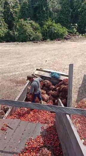 #Muat buah di loading ramp#Dump truck#KLK#@Bapak.A.ZPalantersawit