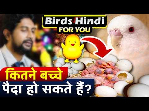 Albino Budgie Egg Hatching Day by Day | From Egg to Baby