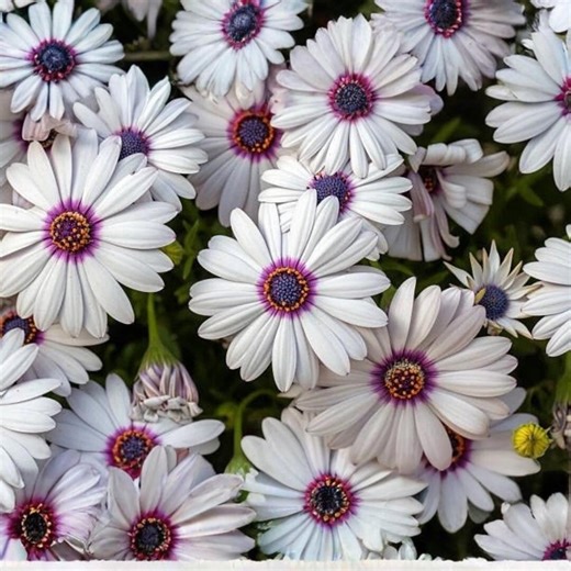 50 White Cape Daisy Seeds Osteospermum Heirloom Non GMO Garden Flowers - Etsy
