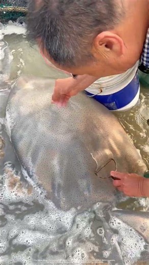 Scrape Edible Jellyfish to Harvest Raw Jellyfish Skin : The First Step to Crispy Seafood