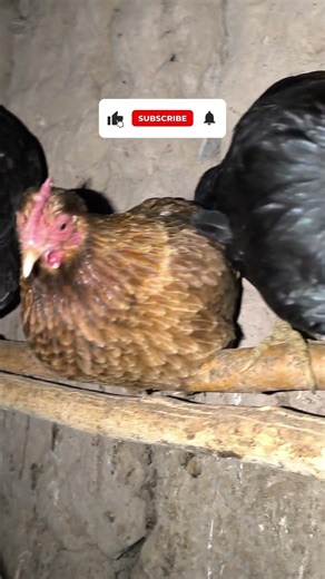 Chicken sounds🐔#Rooster crowing,#Chicken communication.#chicken