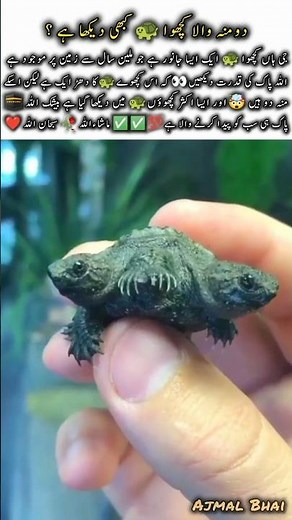 Two Headed Turtle 🐢😱 | Amazing Nature Facts #turtle #naturefacts #wildlife #nature #shorts