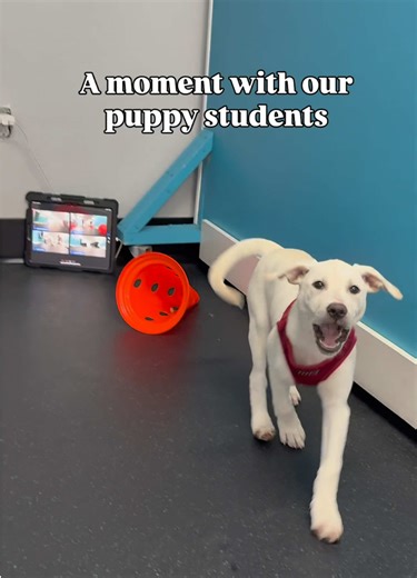 Puppy Students' Daily Adventures at Canine Learning Academy