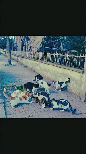 One Female Cat Surrounded by Male Cats Mating Behavior in Feral Cats #FeralCats #AnimalBehavior