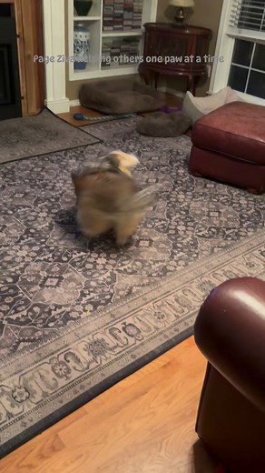 29K views · 1K reactions | Shake it off Bliss. #sheltie #cutedogs #shetlandsheepdog #funnydogs | Ziva- Helping Others One Paw at a Time | Facebook