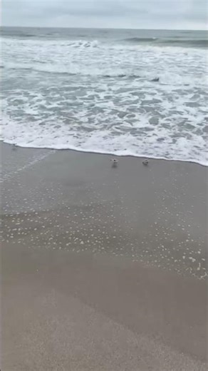 Sanderling Spotted in Florida 🐦✨ Nature Is Amazing! 🐦🌊