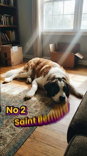 Top 5 Sleepiest Dog Breeds