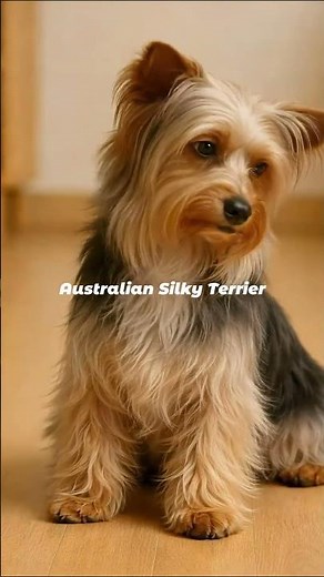 Australian Silky Terrier Puppy to Adult Transformation | The Tiny Elegant Hunter
