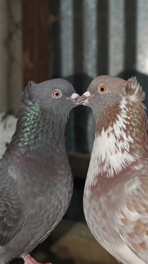 Fancy pigeon farm #pigeon #farming #pigeonlaver #viralvideo