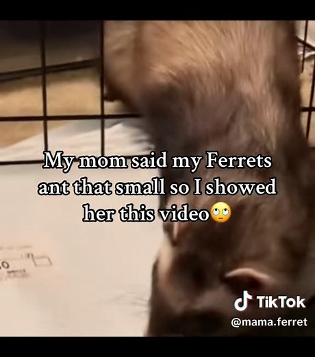 So why now ma #fyppppppppppppppppppppppp #reels #ferret #fypシ゚viral #ferret