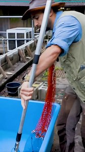 20K views · 183 reactions | What does a giant salamander feel like? #ancientanimals #salamander #wildlife #bravewilderness | Brave Wilderness | Facebook