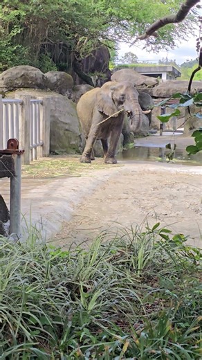 非洲象African Bush Elephant/Taipei Zoo
