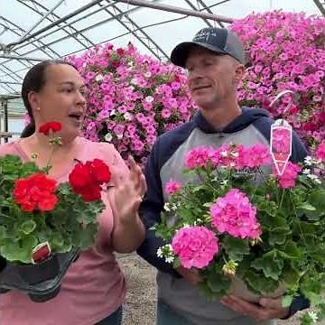 Do Geraniums Need Moist or Dry Soil Conditions?