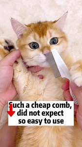 8.3K views · 169 reactions | Small pet comb , not only easy to use , but also easy to carry #cat #kitten #animals #catgroomer #help #sickstraycats #love #fallinghair #comb | Mery | Facebook