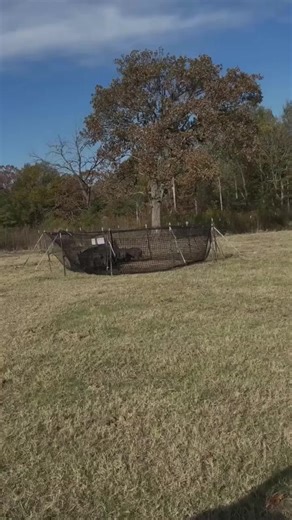 You can tell a lot about a trap by how long the company is willing to stand behind it. We give you a 100-day money-back guarantee and a competitive warranty because we know the trap holds — whether it’s 17 hogs in Oklahoma or 40 in South Carolina. Others talk. We back. If you’re going to spend real money on a trap, spend it with folks who put real backing behind their promises. Learn what thousands already know at pigbrig.com. #PigBrig #TrapSmart #FeralHogControl #WildHogRemoval #HogTrapping #La