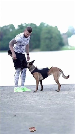 🔥 Tactical K9 Behavior in Action!#K9training #policedog #tacticaldog #workingdog