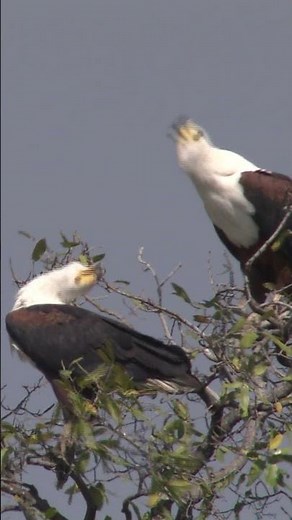 The Iconic Call of the African Fish Eagle 🦅 Nature’s Duet