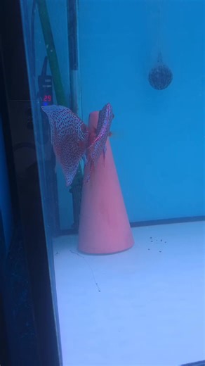 382 reactions · 13 shares | Sevilla Discus on Reels | Facebook