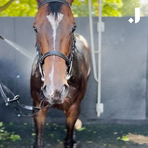 293K views · 3K reactions | What happens to racehorses for the following 24 hours after a race? Come with us and see what Ropey Guest, aka Chubby, did...  | The Jockey Club | Facebook