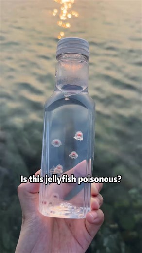 1.4K views | Take a look at what strange poisonous jellyfish there are catch them and play with them #science #usa #jellyfish | VidZap | Facebook
