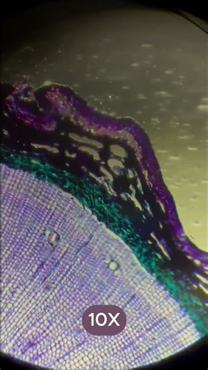 🌲🔬 A pine stem looks pretty ordinary… until you put it under a microscope! 👀✨