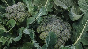 10 Ways To Grow A Massive Broccoli Garden This Year