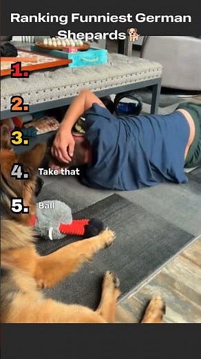 Funniest German Shepherds Compilation 😂 | Try Not To Laugh