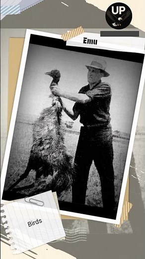 Emu Vs Australian Army : The Grate Emu War 1932 ||Emu War #shorts
