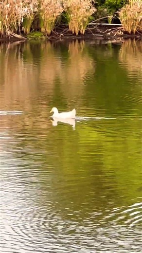 “Silent Conversations | Where Nature Speaks Without Words” #youtubeshorts #nature #shorts #lake #zen