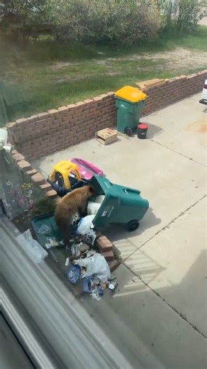 60K views · 642 reactions | Fat bear fall is upon us, which means...