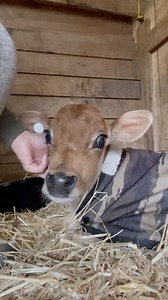 Watch this rescue calf go from afraid to safe in a matter of seconds. This is the power of compassion, the importance of rescue and the importance of adoption –all in one simple video. Please share this video to spread this message 🤎 | Til The Cows Come Home