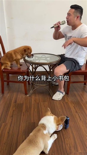Playing with a puppy is soothing; home becomes a playground