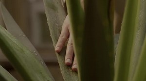 Трейлеры фильма «Агава» (2016): смотреть онлайн на русском и английском