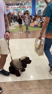 2.6K views · 97 reactions | American Cocker Spaniel, Pluto. Environmental exposure and skills training | Dog Trainer Cebu | Facebook