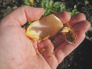 Propagating lilies from scales and seeds