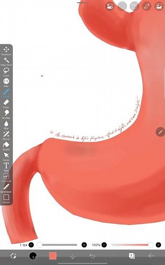 Easy Stomach Drawing Tutorial 🍽️ | IbisPaint Digital Art #Shorts