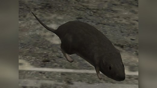 Halo 3 Rat | Know Your Meme