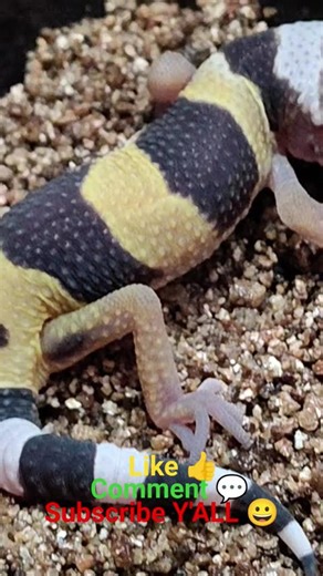 The New Hatchlings!!?! Baby Leopard Geckos #babyleopardgecko #hatching